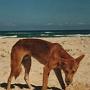 Australien - Dingo på Fraser island..